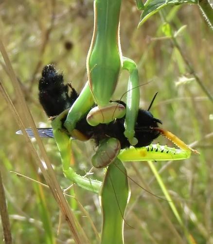 Réf. 293 368 : Mantis religiosa